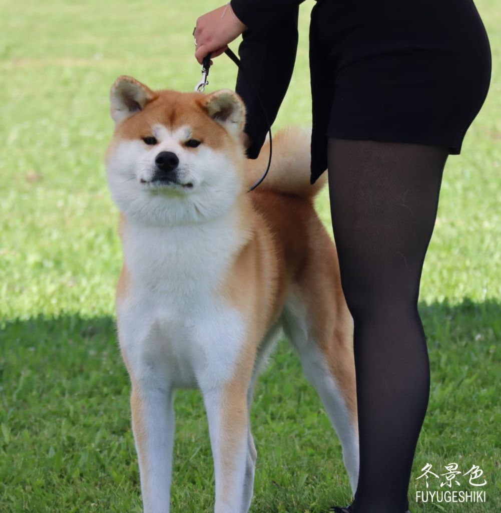 Tenshiyo Kensha Umami matcha